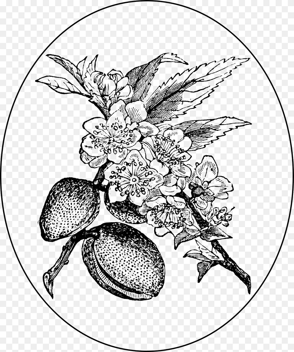 Swingshiftdesigns Digitalstamp Almond Almond Tree, Art, Drawing, Food, Fruit Free Transparent Png