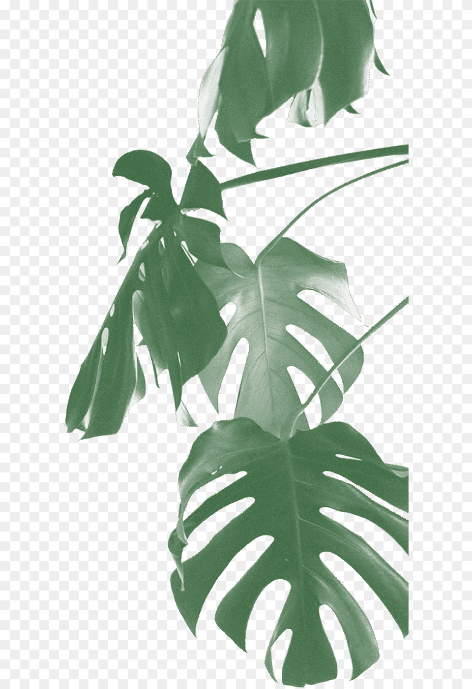 Swiss Cheese Plant, Leaf, Tree, Vegetation, Rainforest Png Image