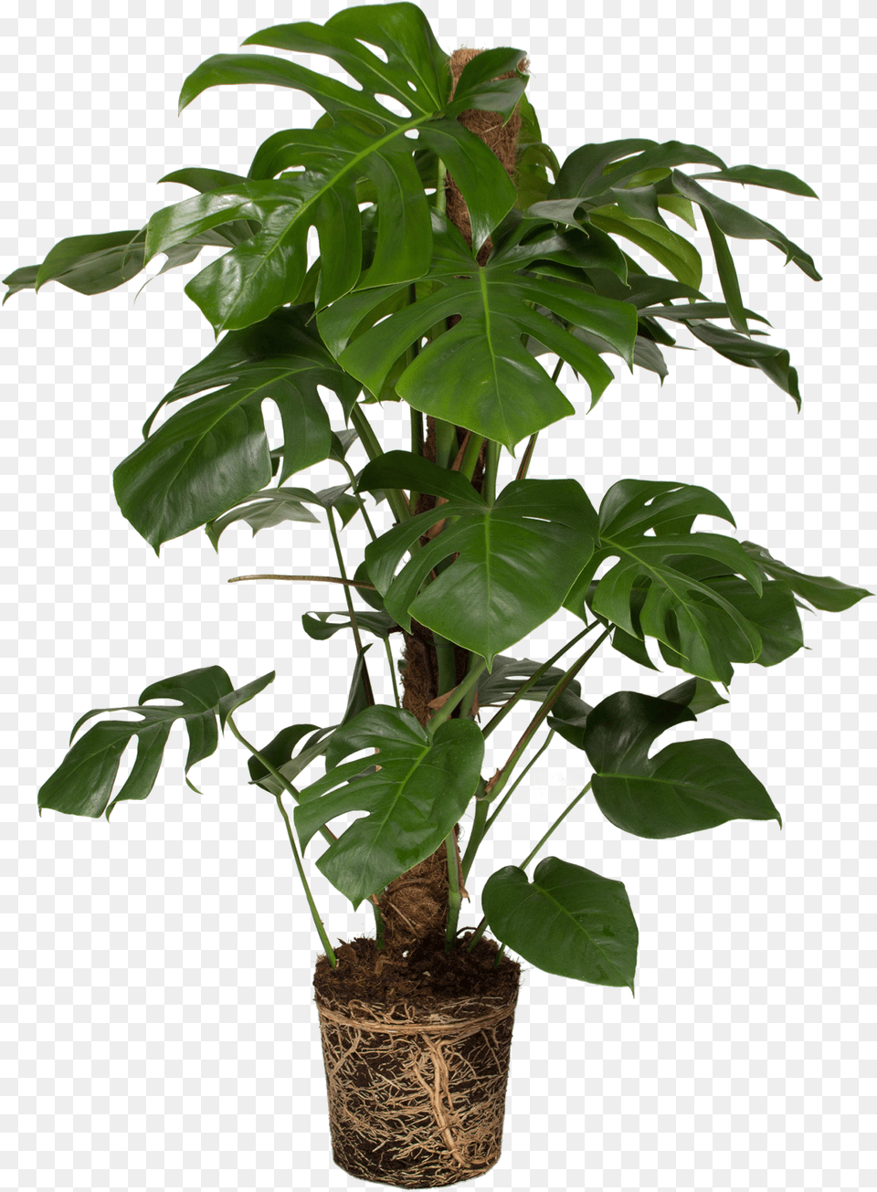 Swiss Cheese Plant Download Monstera Deliciosa, Flower, Leaf, Potted Plant, Tree Free Transparent Png