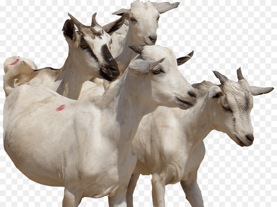 Swiss Francs E Goat, Animal, Antelope, Livestock, Mammal Free Transparent Png