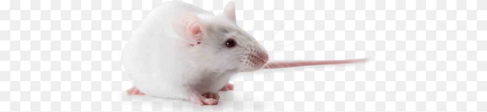 Swiss Webster Outbred Mice Hsdnd4 Rat, Animal, Mammal, Rodent Free Png