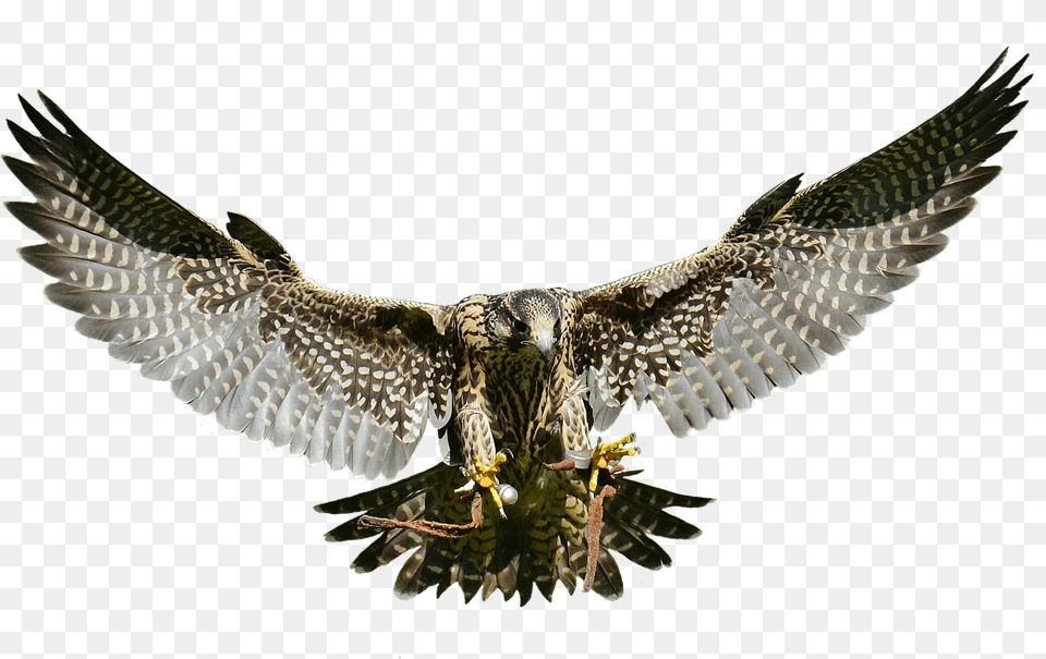 Swooping Falcon Transparent Image Falcon, Animal, Bird, Vulture, Accipiter Free Png Download