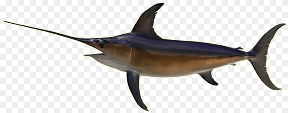 Sword Fish Recreational Fishing, Animal, Sea Life, Swordfish, Shark Free Png Download