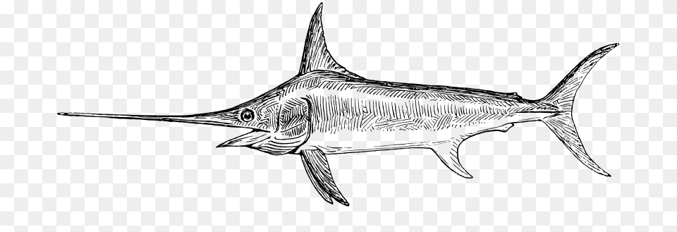 Swordfish, Gray Png