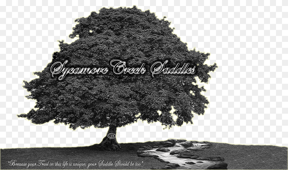 Sycamore Creek Saddles Sycamore Tree, Oak, Plant, Tree Trunk Free Png Download