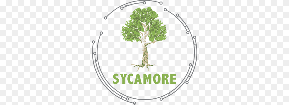 Sycamore International Sycamore International Inc, Plant, Green, Vegetation, Tree Free Png
