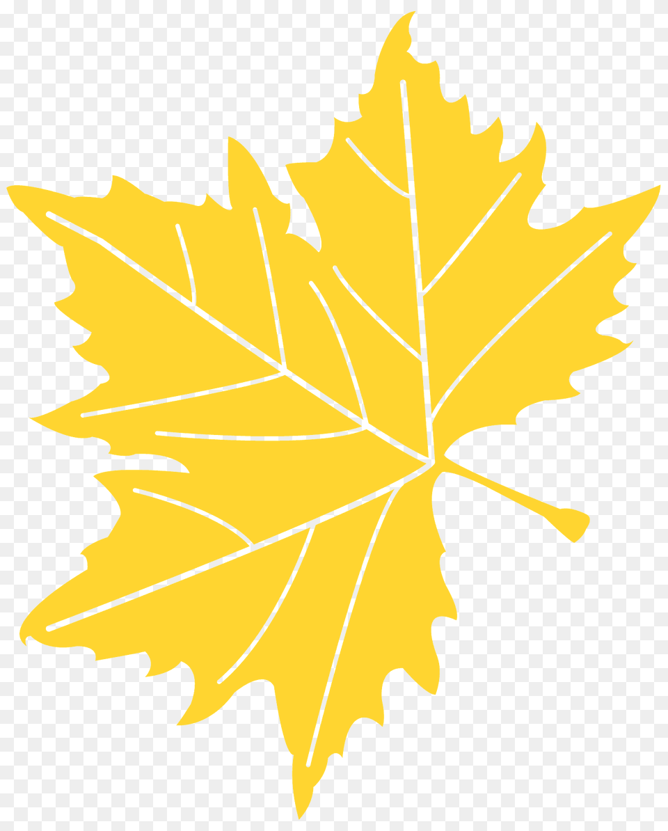 Sycamore Leaf Silhouette, Maple Leaf, Plant, Tree Png Image