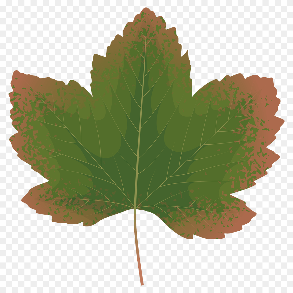 Sycamore Maple Autumn Leaf Clipart, Plant, Tree, Maple Leaf Png