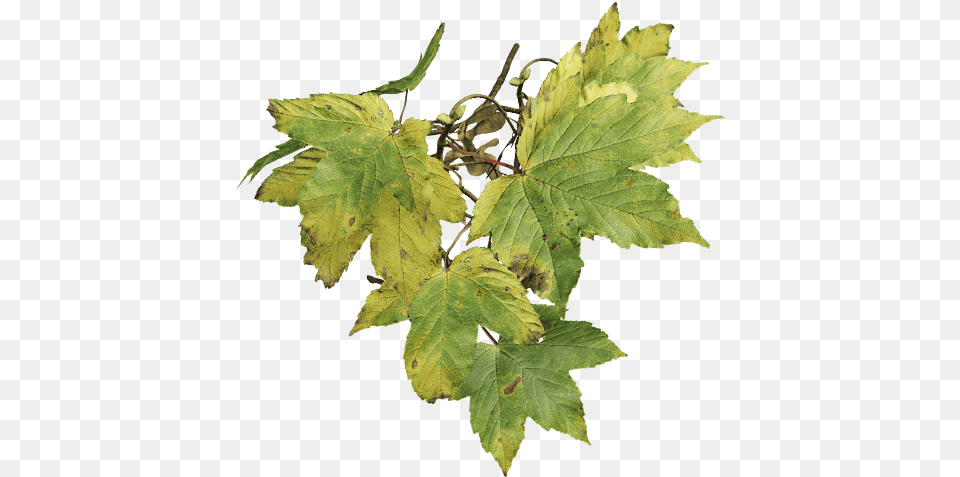 Sycamore Maple Fall Sycamore Maple, Leaf, Plant, Tree, Oak Png