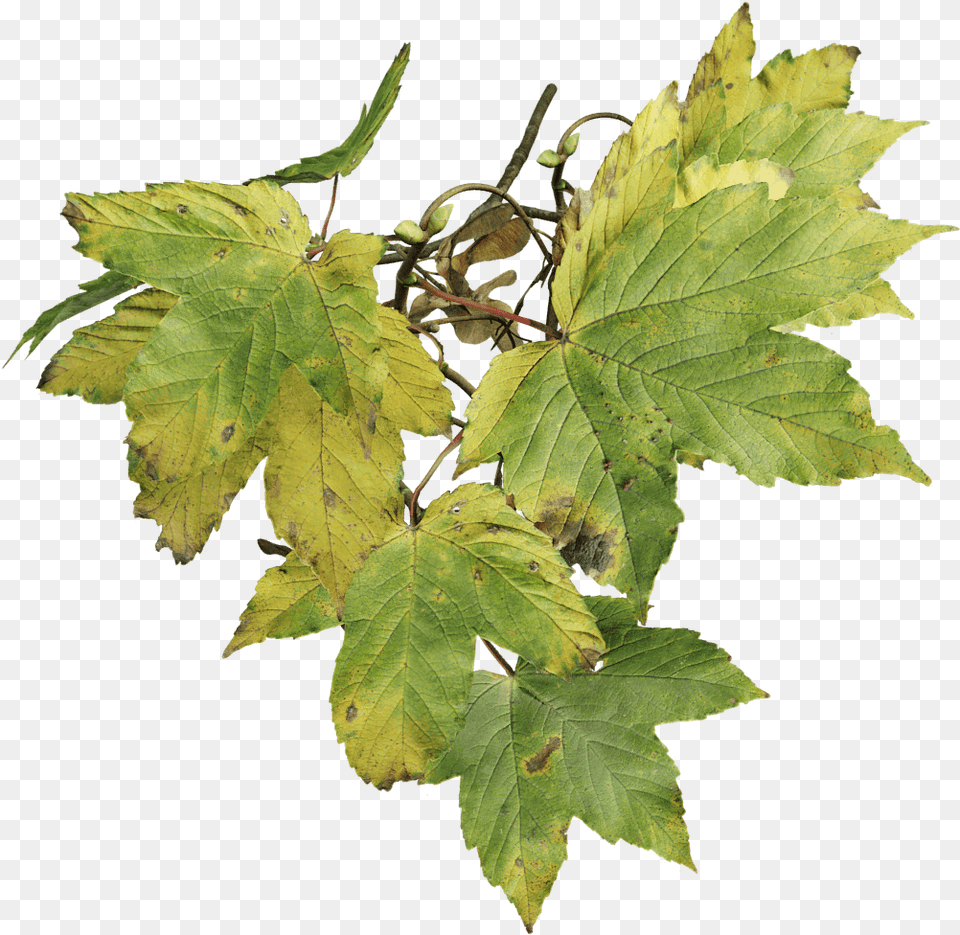 Sycamore Maple Fall The Grove Sycamore Maple Tree, Leaf, Plant, Oak Free Png Download
