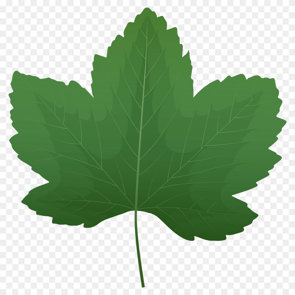 Sycamore Maple Green Leaf Clipart, Plant, Tree, Maple Leaf Png