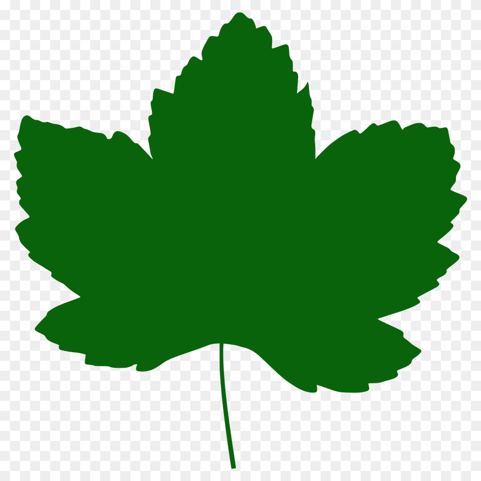 Sycamore Maple Leaf Silhouette, Plant, Maple Leaf, Tree, Food Free Png