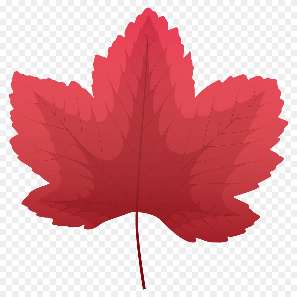 Sycamore Maple Red Leaf Clipart, Plant, Tree, Maple Leaf Png