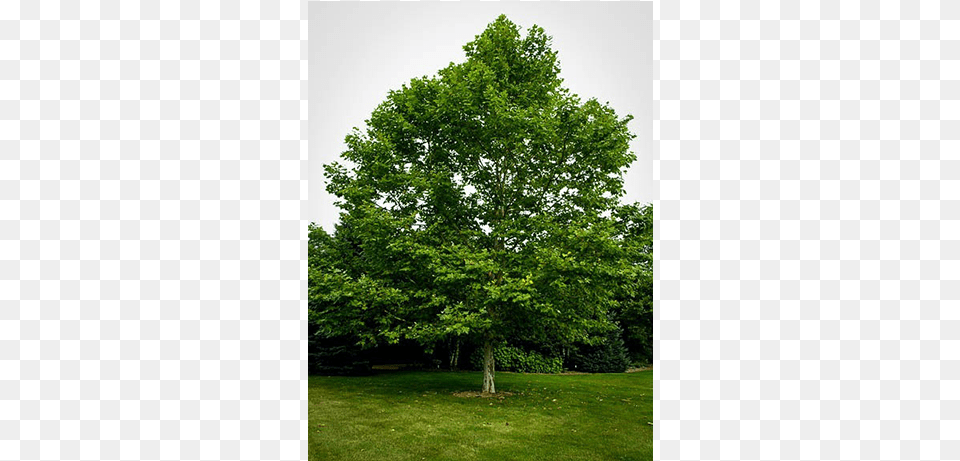 Sycamore Sycamore Tree Landscaping Garden, Oak, Plant, Grass, Maple Png