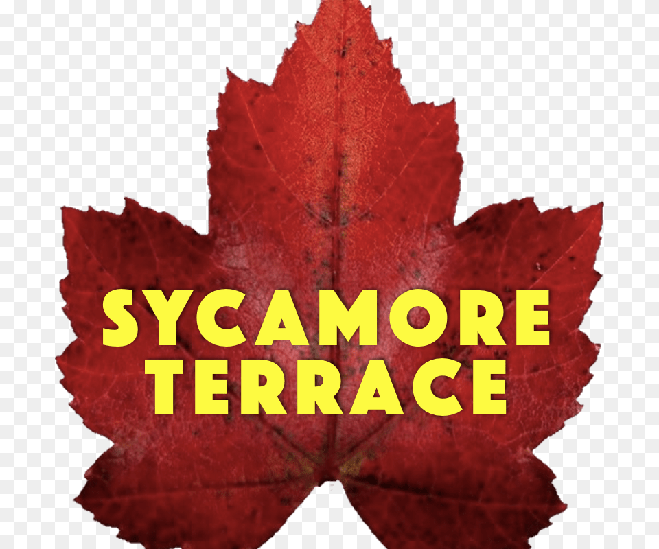 Sycamore Terrace Theatre Royal, Leaf, Plant, Tree, Maple Free Transparent Png