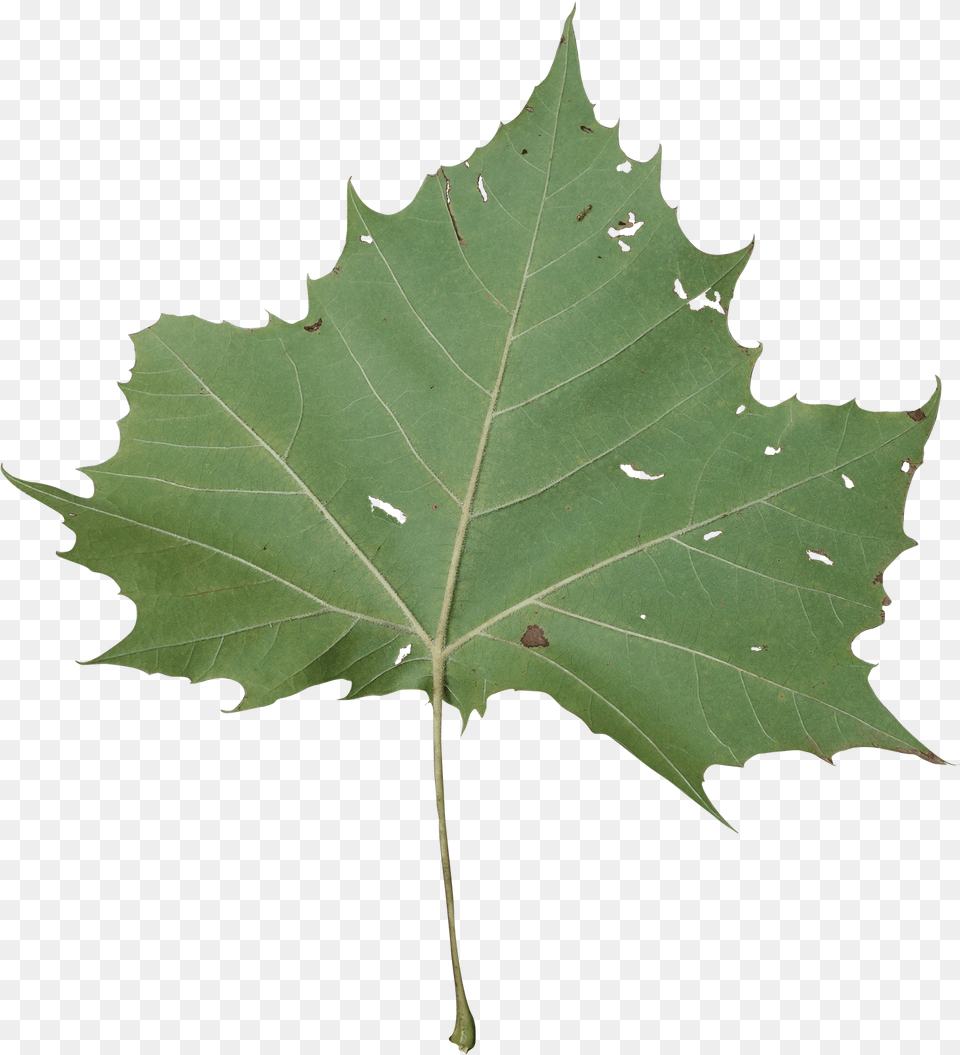 Sycamore Tree Leaf Leafpng Maple Leaf, Oak, Plant, Person, Face Free Transparent Png