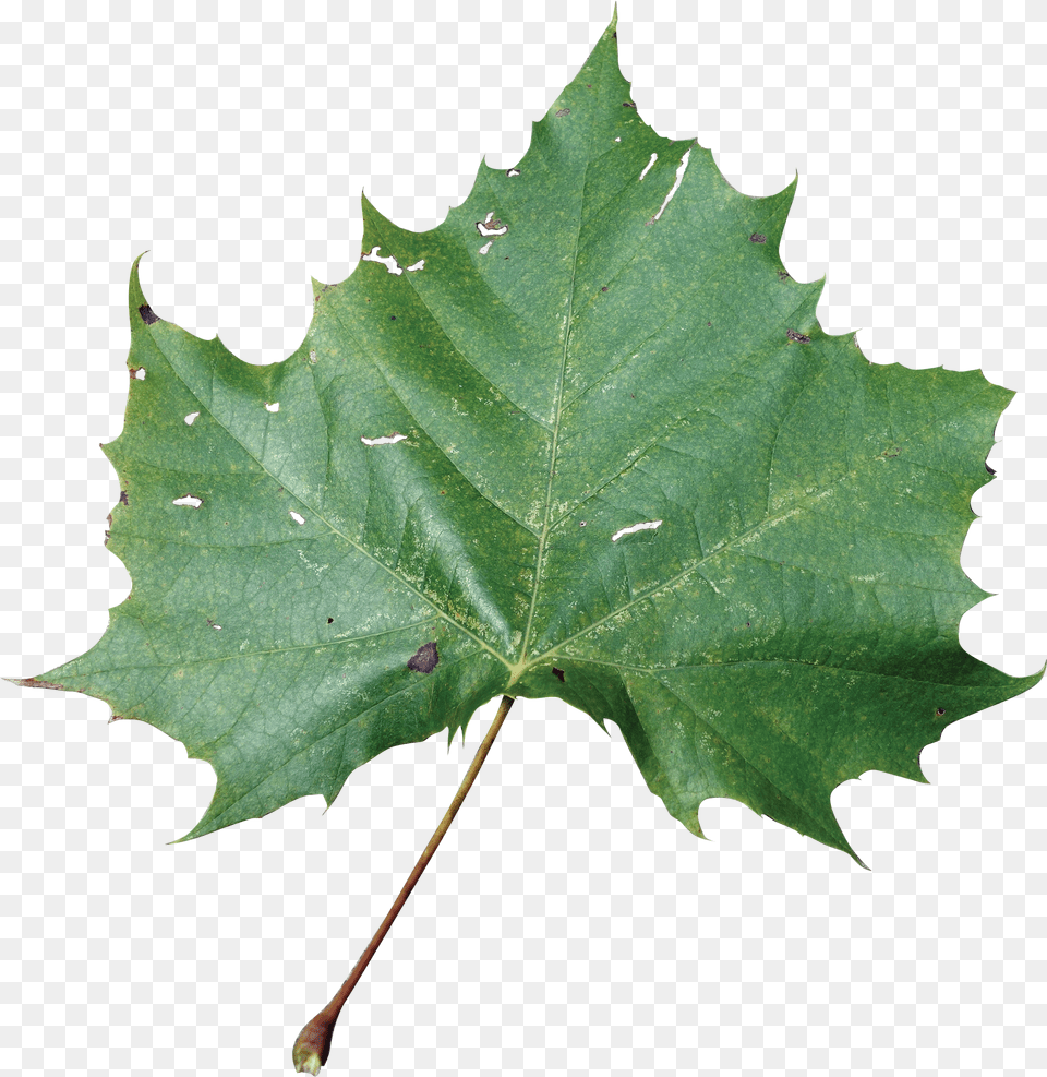 Sycamore Tree Leaf Transparent Leafpng Rose Leaves, Oak, Plant, Maple, Person Png
