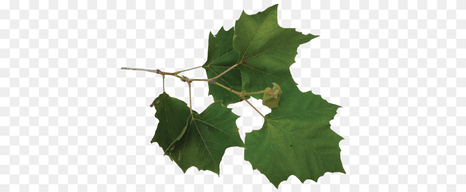 Sycamore Tree Leaf Sycamore Tree Leaf Images, Oak, Plant Free Transparent Png
