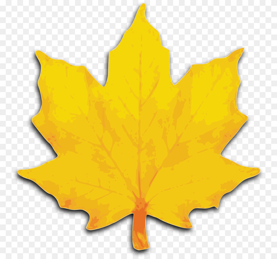 Sycamore Tree Leaf Sycamore Tree Leaf Images, Maple Leaf, Plant, Animal, Fish Free Transparent Png