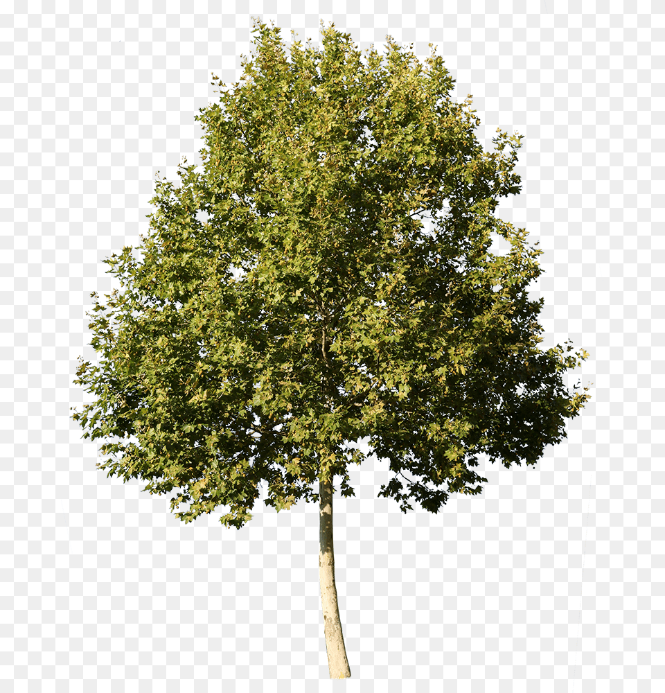 Sycamore Tree No Background, Oak, Plant, Maple Free Png Download