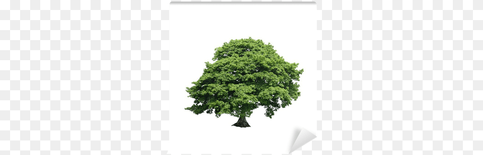 Sycamore Tree White Background, Oak, Plant, Potted Plant Png