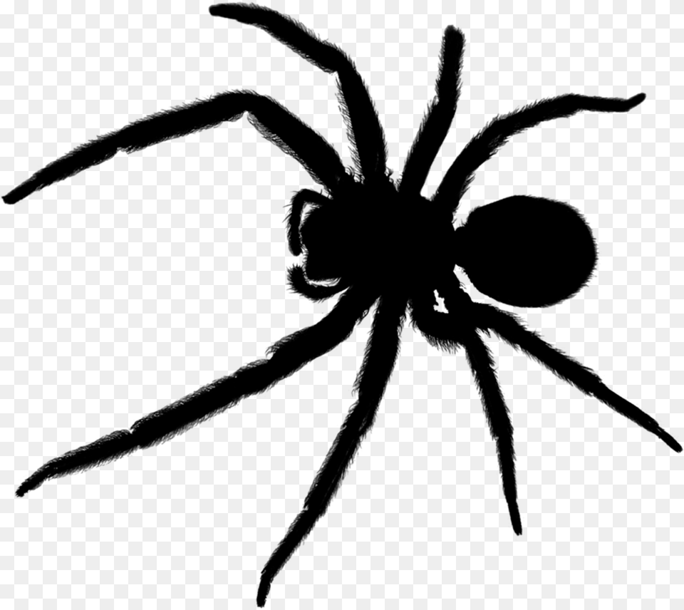 Sydney Black House Spider, Gray Png Image