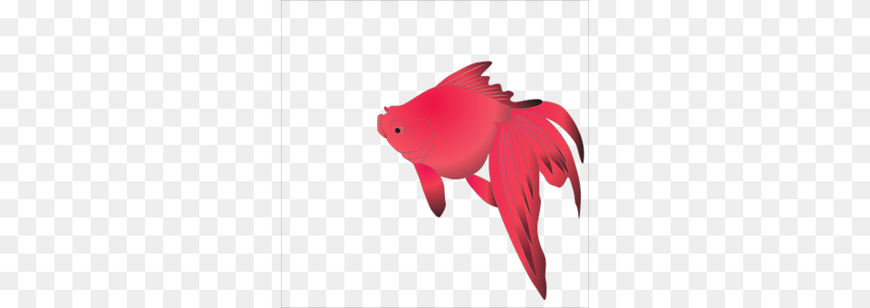 Symbol Animal, Sea Life, Fish, Goldfish Png Image