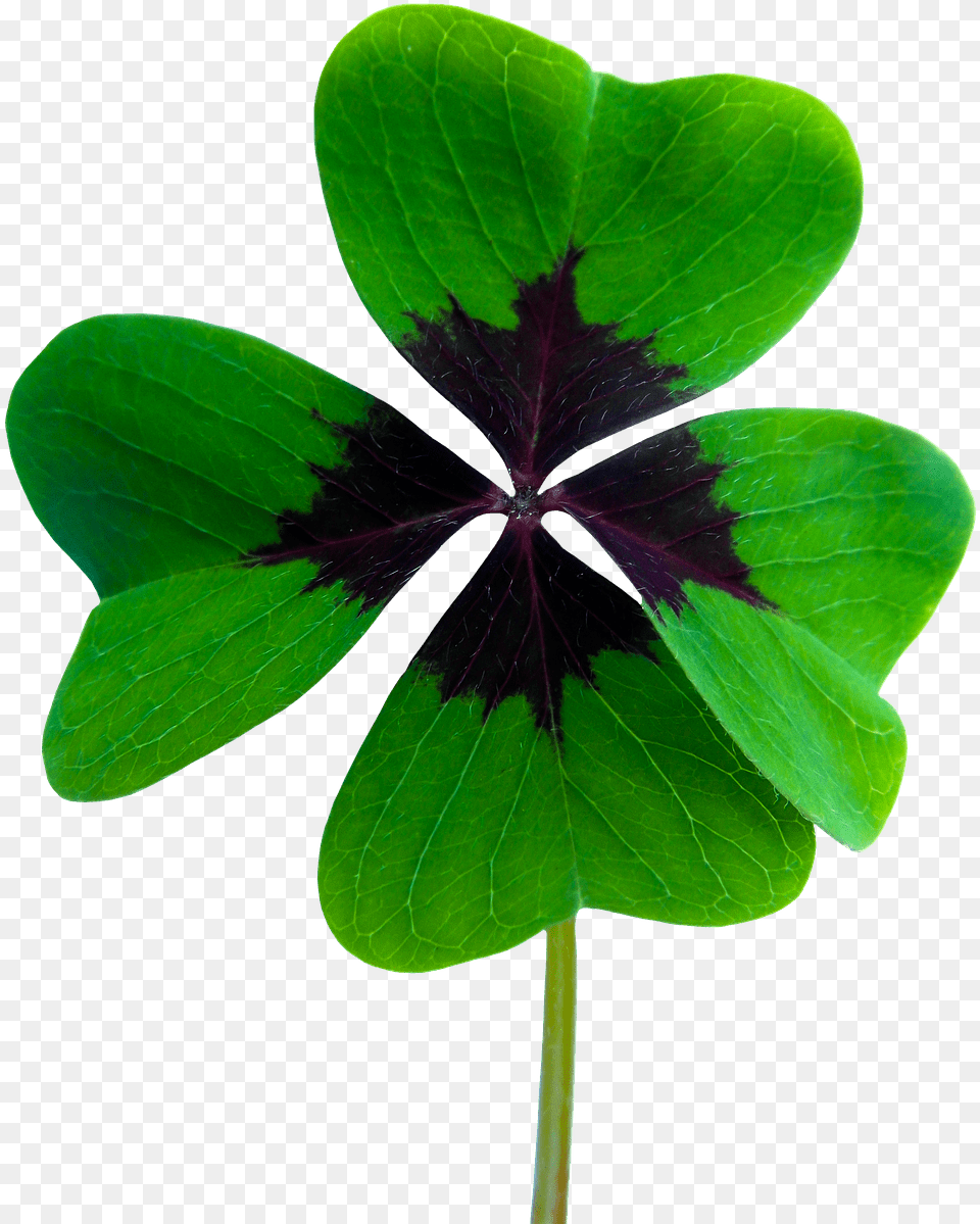 Symbol Good Luck Shamrock Chetirehlistnij Klever, Leaf, Plant, Flower, Geranium Free Png