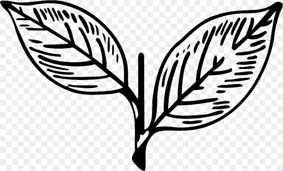 Symbol Of All India Anna Dravida Munnetra Kazhagam, Leaf, Plant, Stencil, Annonaceae Free Png