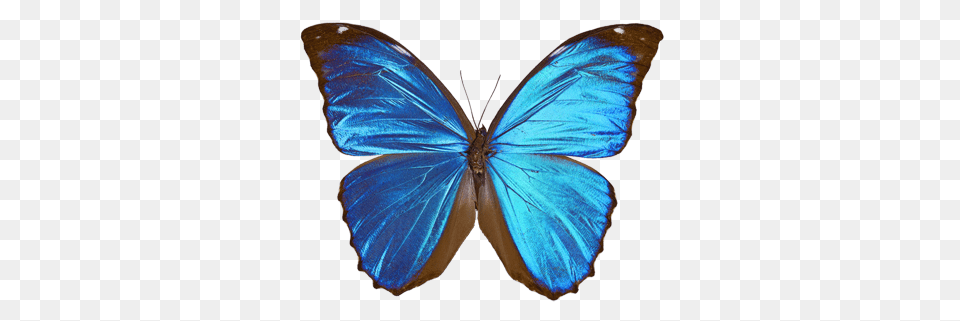 Symbole Zoo, Animal, Butterfly, Insect, Invertebrate Free Transparent Png