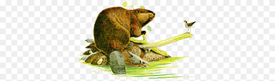 Symbols Of New York State New York State Animal, Mammal, Rodent, Wildlife, Reptile Free Png