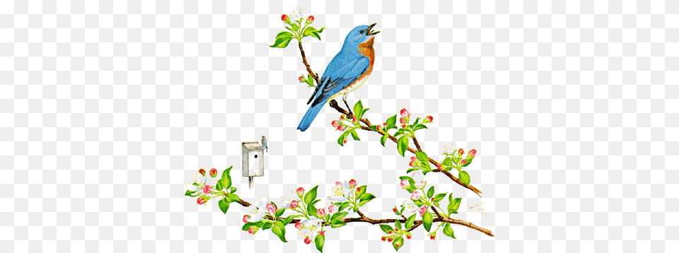 Symbols Of New York State New York State Bird And Flower, Animal, Jay, Bluebird, Plant Png Image