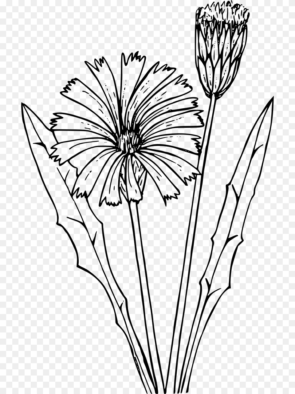 Symmetrymonochrome Photographypetal Dandelion, Gray Png