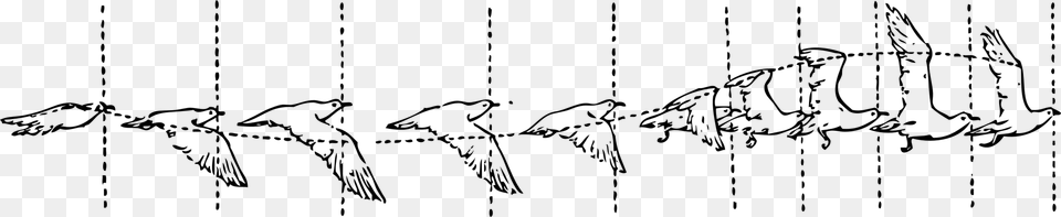 Symmetrymonochrome Photographytext Animate A Flying Bird, Gray Free Transparent Png