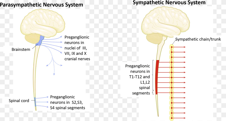 Sympathetic Nervous System, Flower, Plant, Chart, Plot Free Png Download