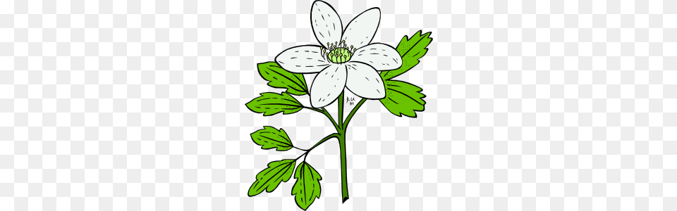 Sympathy Clipart, Anemone, Flower, Plant, Leaf Free Png