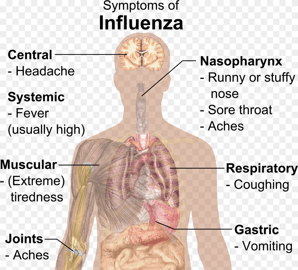 Symptoms Of Influenza Know If You Re Anemic, Adult, Male, Man, Person Free Transparent Png