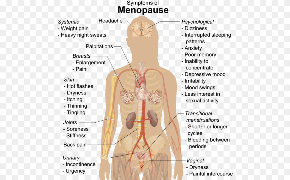 Symptoms Of Menopause Science Parts Of The Body, Adult, Male, Man, Person Png