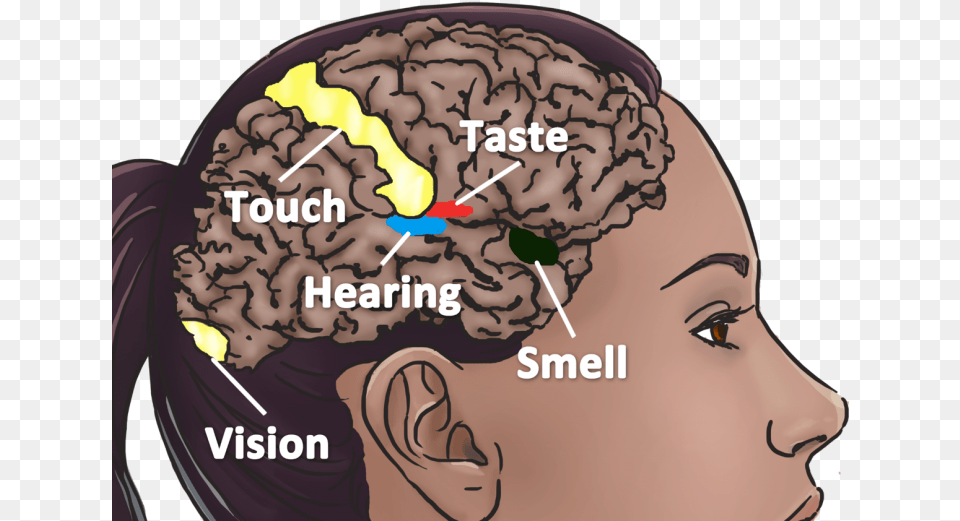 Symptoms Of Mirror Touch Synesthesia, Adult, Female, Person, Woman Png