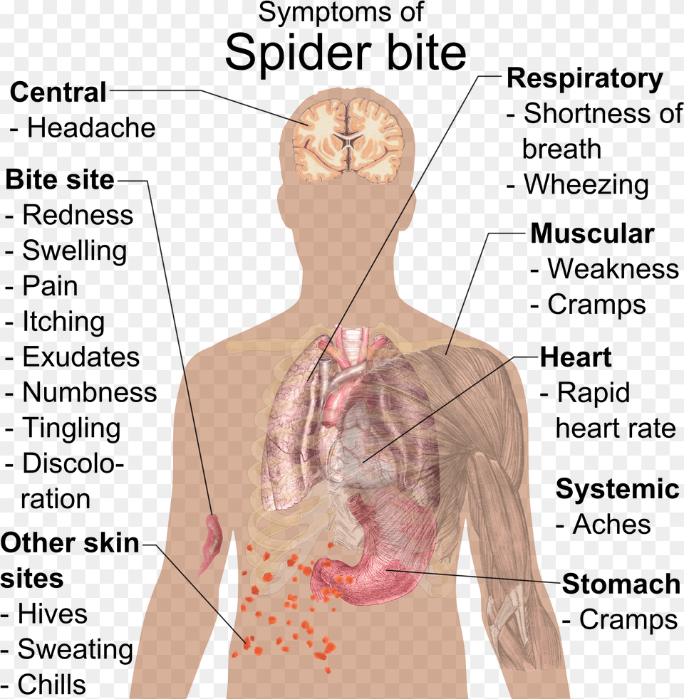 Symptoms Of Spider Bite Importance Of Ph Value In Daily Life, Adult, Male, Man, Person Free Png