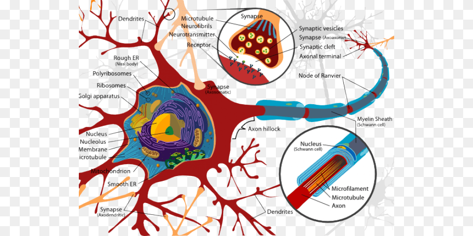 Synapse Clipart Neuron Inside A Nerve Cell, Art, Graphics, Pattern, Accessories Free Png