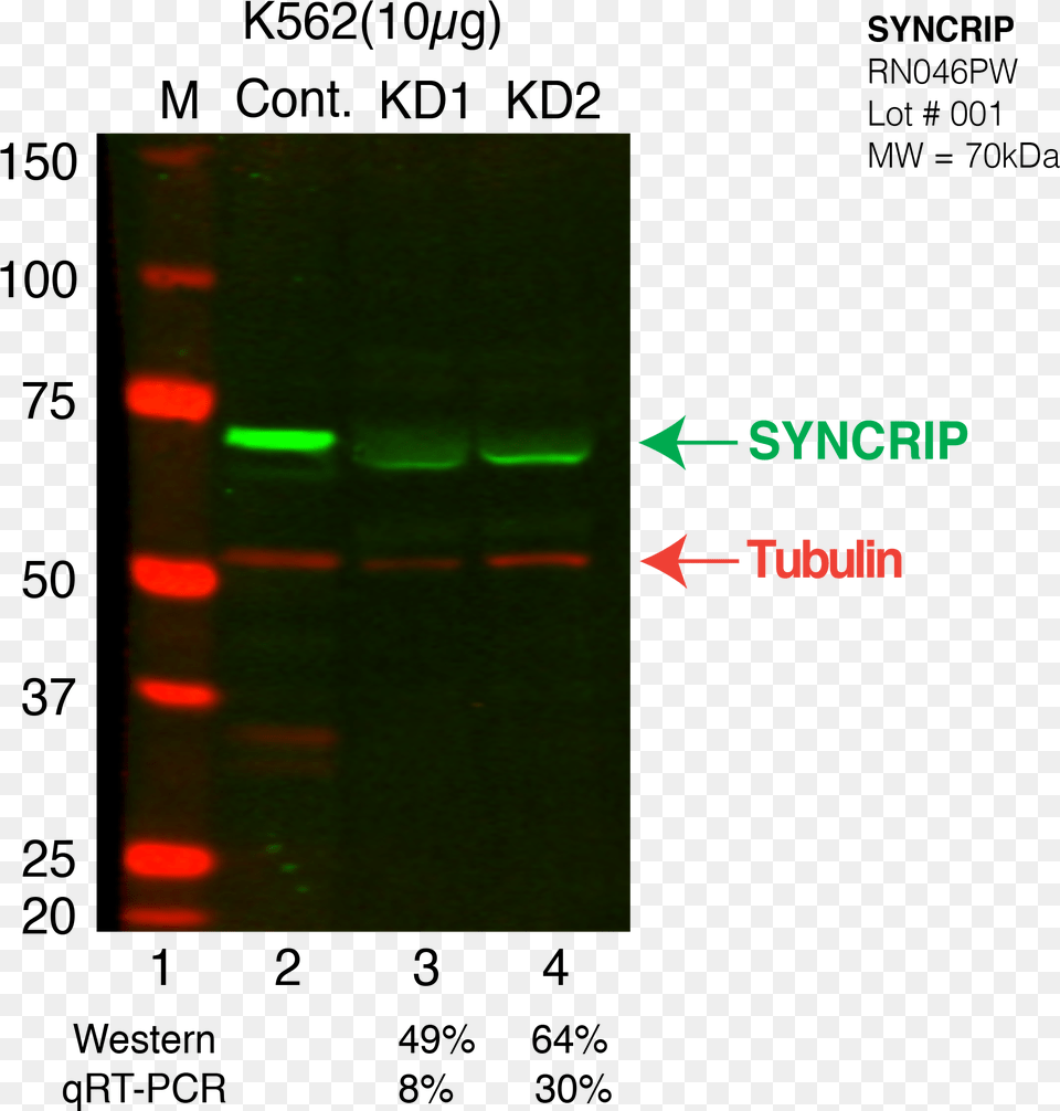 Syncrip Crispr K562 Email Attachment, Light, Laser Png Image