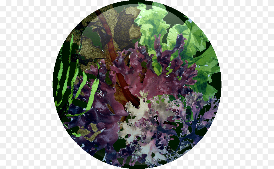 Synergistic Sea Complex Sea, Plant, Leaf, Animal, Sea Life Png