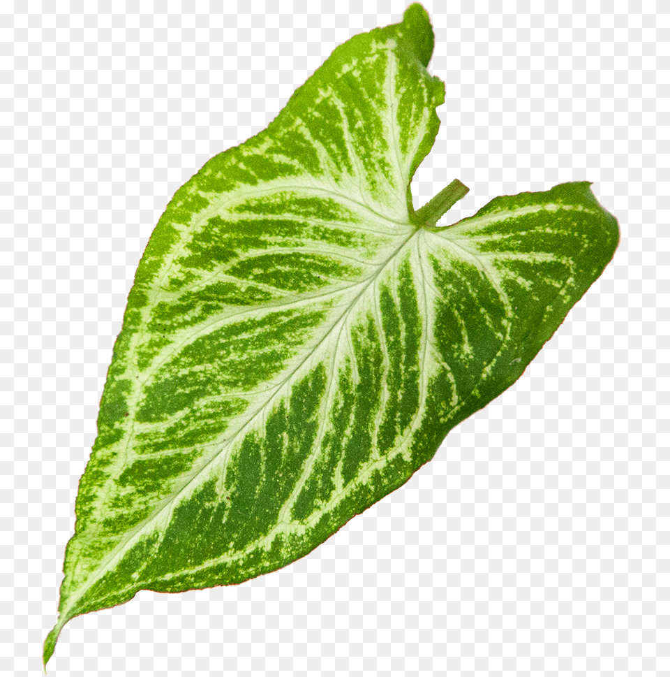 Syngonium Glo Go Xanthosoma, Leaf, Plant, Flower Free Png