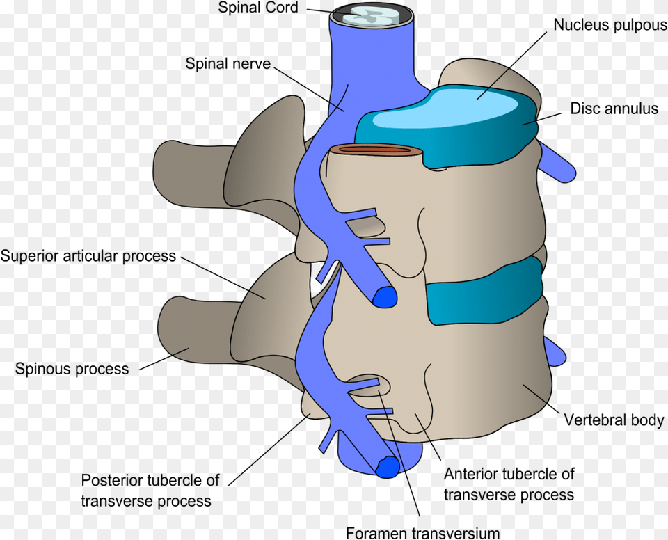 Synovial Joint Of Vertebral Column Free Png Download