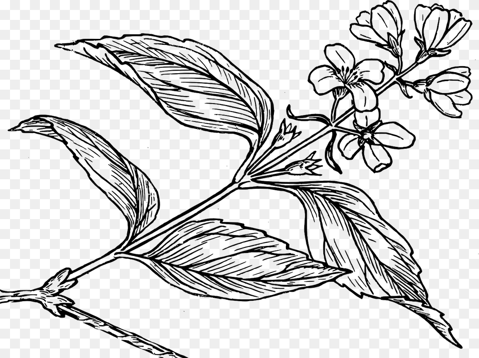 Syringa Black And White, Art, Drawing, Leaf, Plant Free Png