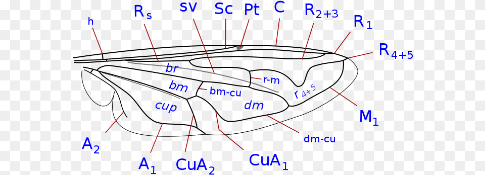 Syrphidae Wing Veins Syrphidae Wing, Computer Hardware, Electronics, Gauge, Hardware Png