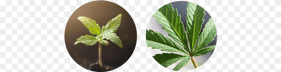 System Houseplant, Leaf, Plant, Herbs, Hemp Free Transparent Png