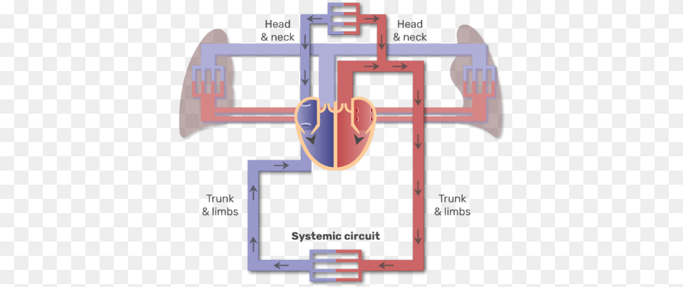 Systemic Circuit Animation Slide Major Blood Vessels Diagram Png