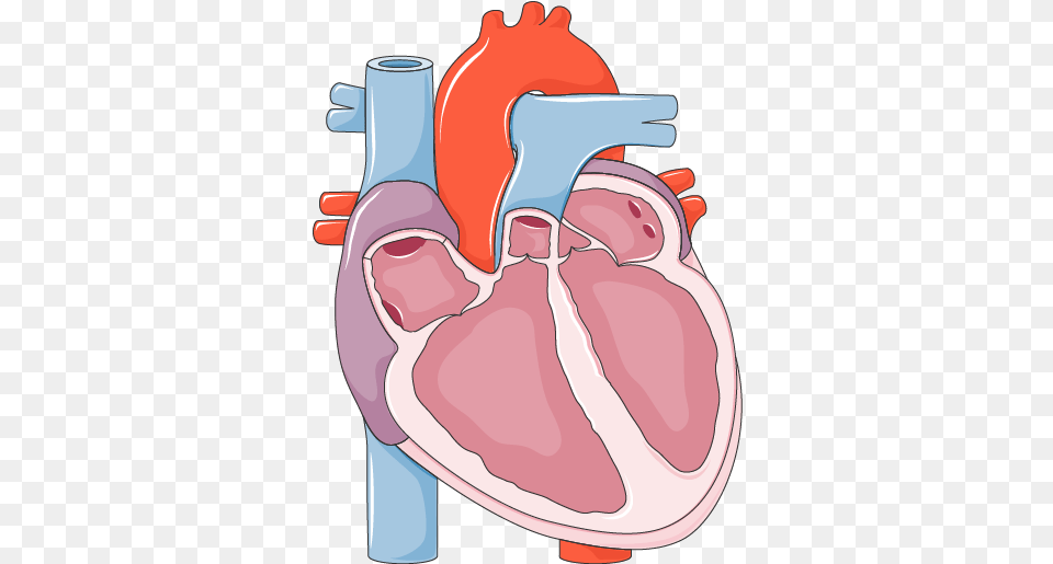 Systolic Heart Failure Systolic Heart Failure, Smoke Pipe, Food, Meat, Mutton Png